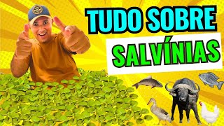 🍀  TUDO SOBRE SALVÍNIA  a planta aquática que alimenta peixes [upl. by Horten]