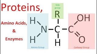 Proteins amp Enzymes regular biology [upl. by Kablesh]