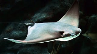 Facts The Cownose Ray [upl. by Amsirac601]