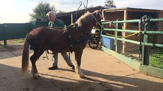 A simple way to harness a horse  how to put harness on  Barry Hook Horse Drawn Promotions [upl. by Gulgee452]