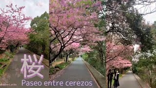 🌸 SAKURA 🌸 Paseo entre Cerezos en Flor 桜▫️TOKYO 2021🎌 🔴【JAPÓN 2021】JAPAN [upl. by Anohsal]