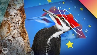 The Miracle Of Woodpeckers [upl. by Cody]