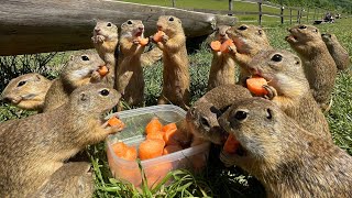 Sysľovisko Muráň super miesto na rodinný výlet syseľ pasienkový NP Muránska planina squirrel meadow [upl. by Wrennie394]