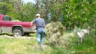 Haymaking Final Steps Loose Stacking Hay by Hand [upl. by Yllor]