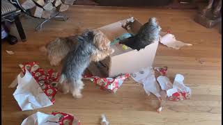 Three Yorkies Rip Amazon Box Apart [upl. by Quirita602]