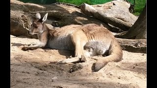 Red Kangaroo Macropus Rufus [upl. by Sidwell818]