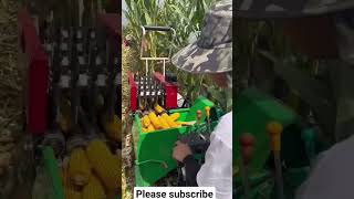 Maize Harvesting maize viralreels youtubeshorts viralvideo shortsfeed agriculture [upl. by Nemhauser]