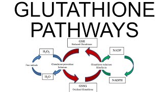 Glutathione Pathways [upl. by Gerda]