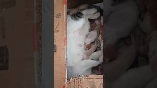 New born kittens 😺 kitten meow cat cute [upl. by Einna864]