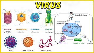 VIRUS Virión Bacteriófago Estructura Virus DNA Y RNA Replicación Ciclo Replicativo VIH [upl. by Nereids757]