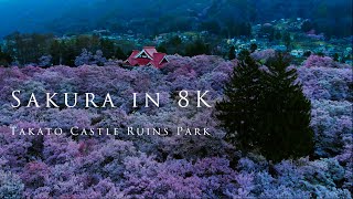 Sakura in 8K Takato Castle Ruins Park天下第一の桜 〜高遠城址公園〜 [upl. by Leohcin]