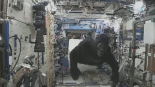 Tim Peake chased around ISS by a gorilla [upl. by Iams750]