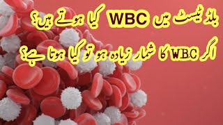 What is WBC Count in CBC Test in Urdu  White Blood Count WBC in Urdu  High White blood count WBC [upl. by Nollad910]