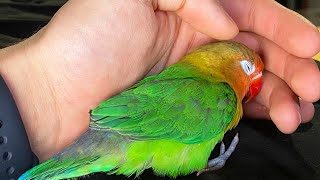 How to TRAIN Your little LoveBird parrot  Step by step [upl. by Michal]