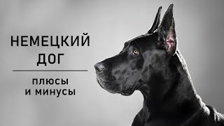 НЕМЕЦКИЙ ДОГ Плюсы и минусы породы Great Dane [upl. by Nomled583]