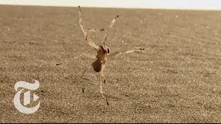 Tumbling Spider Newly Discovered Species Flips Out of Danger  ScienceTake  The New York Times [upl. by Ognimod]