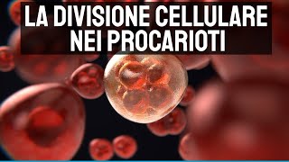 La divisione cellulare nei procarioti 🔬 [upl. by Wat569]