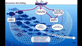 Causes and Effects of Overfishing [upl. by Brockwell]