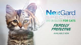 NEXGARD SPECTRA for Cats 15 [upl. by Hanzelin]