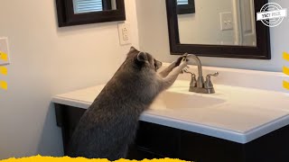 Why Does Racoon Wash His Food [upl. by Minne]