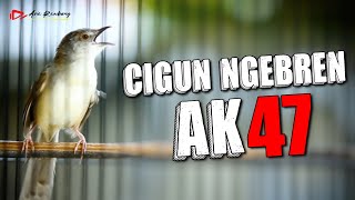 CIGUN GACOR NEMBAK SUPER NGEBREN [upl. by Button302]