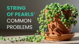 SUCCULENT CARE TIPS  COMMON PROBLEMS OF STRING OF PEARLS  SENECIO ROWLEYANUS stringofpearls [upl. by Mendelsohn]