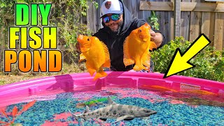 DIY Kiddie Pool Fish Pond with Exotic Fish [upl. by Fafa]