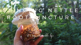 Stinging Nettle Root Tincture  How To Harvest the Root amp Make The Tincture [upl. by Garrison]