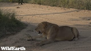 WildEarth  Sunrise Safari  24 April 2023 [upl. by Roehm891]