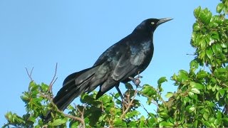 GreatTailed Grackle Calls [upl. by Boucher]