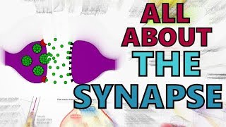 The Synapse  Function of the Synapse Explained  Synaptic Transmission  Types of Synapses [upl. by Mahda]