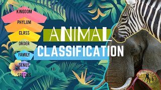 Animal Types  Animal Classification  Animal Groups 🌎🐘🦩🐠🐍🦎🐌 [upl. by Odin]