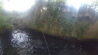 River Wandle big brown trout [upl. by Idurt]