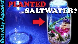 PLANTED JAR AQUASCAPE with a DIFFERENCE  A low tech macroalgae planted saltwater jar build [upl. by Nagyam]