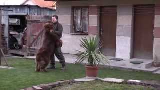 Newfoundland Dog brownTeddy vom RiforbergBear of Geletsland [upl. by Nnylrac804]