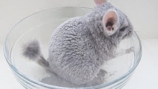 Perfect Chinchilla Dust Bath [upl. by Romulus]