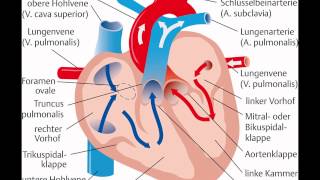 herz anatomie und physiologie [upl. by Emiaj808]