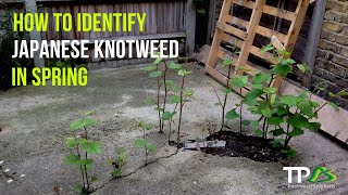 How To Identify Japanese Knotweed In The Spring [upl. by Mace]