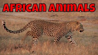 African Animals Learning African Animals for Kids [upl. by Doti]