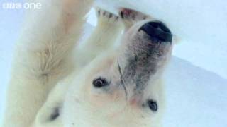 HD Wild Polar Bears Playing Football  Polar Bear Spy On The Ice Preview  BBC [upl. by Reitrac28]