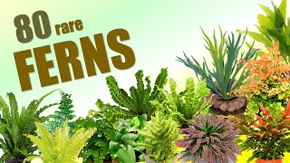 80 FERN SPECIES  HERB STORIES [upl. by Dyanne]