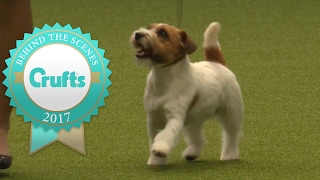 Introducing the Jack Russell Terrier to Crufts 2017 [upl. by Ikey731]