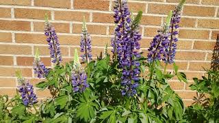 Plant native Lupines and help save an endangered species [upl. by Iharas]