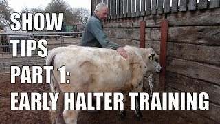 SHOW TIPS PART 1  EARLY HALTER TRAINING [upl. by Zanze]