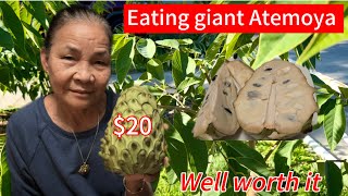 Eating giant Atemoya fruit a 2lbs 20 So delicious Well worth it [upl. by Ettelorahc]