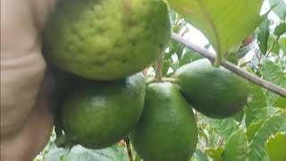 frutíferas produzindo em vaso a partir de 2000 acerola figo amora gigante Cambucá mamey achachairu [upl. by Quillan175]