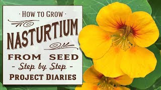 ★ How to Grow Nasturtium from Seed in Containers A Complete Step by Step Guide [upl. by Nosnej]