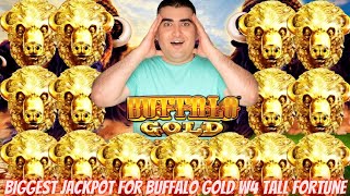 Biggest Handpay Jackpot On YOUTUBE HISTORY For Buffalo Gold Wonder 4 TALL FORTUNES Slot Machine [upl. by Yllah]