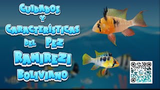 🐟 COMO CUIDAR y CARACTERÍSTICAS del PEZ RAMIREZI BOLIVIANO peces aguadulce ramirezi [upl. by Alue]