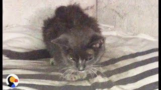 Cat Abandoned in Basement for 20 Years Is FINALLY Loved  The Dodo [upl. by Elenahc526]